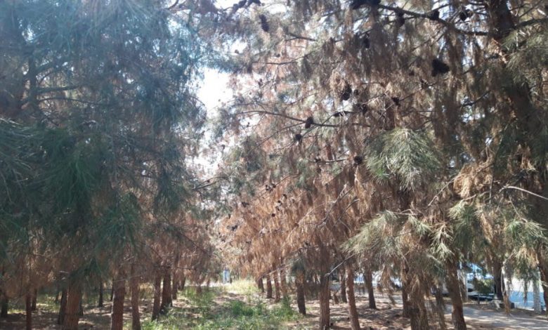 Ucarda 100-ə yaxın şam ağacı baxımsızlıqdan qurudu - FOTO | KONKRET